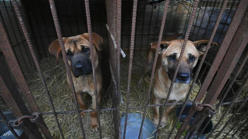 كوريا الجنوبية وأكل الكلاب.. خطة جديدة لتجنب الإحراج الدولي