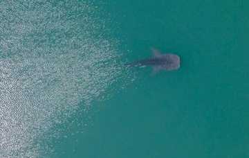 ������ɻ: ����� ������ ��� �� ��������