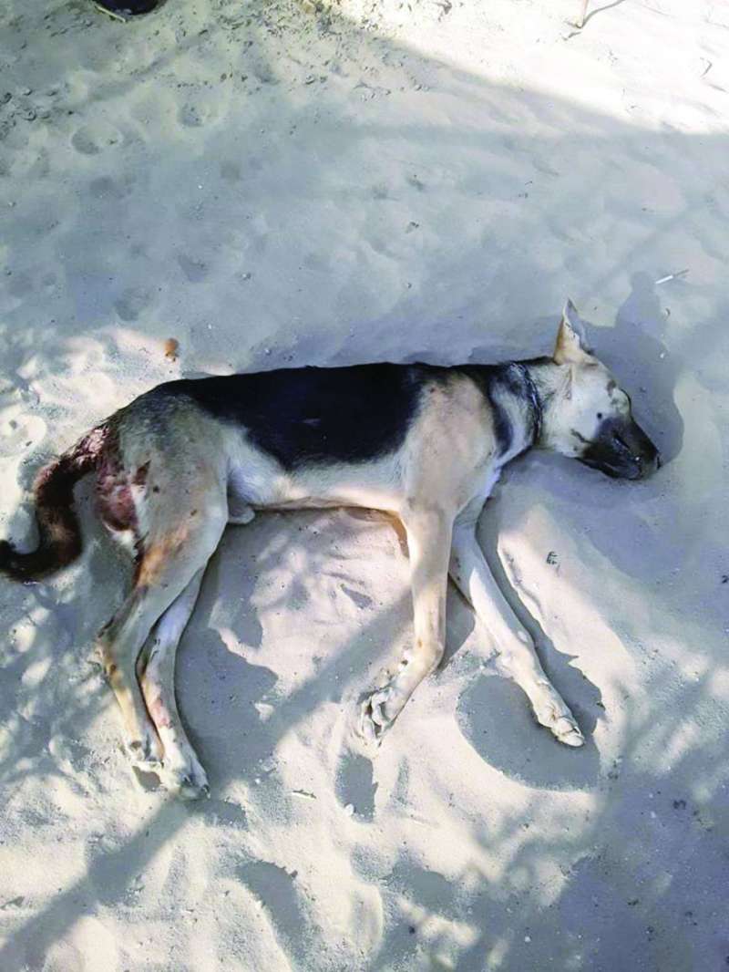 ����� �FCI� ������ ��� ������ �� ������  