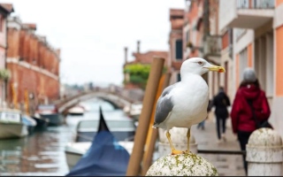 ��������ɻ ����� ������� �ܫ�������ʻ