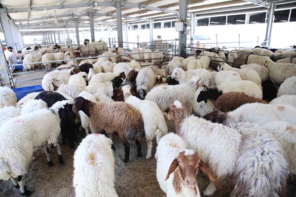 ��������� ��� ���� ��� 160 ������� ��� �����