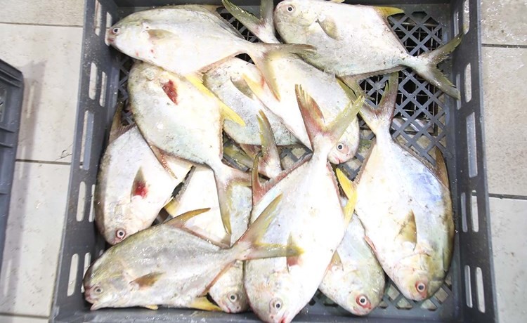 ���� ������ɻ �� ����� ������ ������ ����� �� ������ ���������: ����� ����� ������ �����.. 13 ������� ������ �� ������ �15 ������