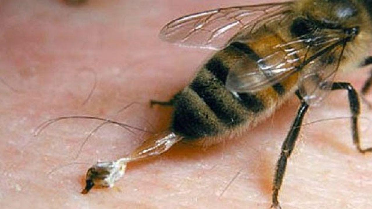 ������� ������� �� 