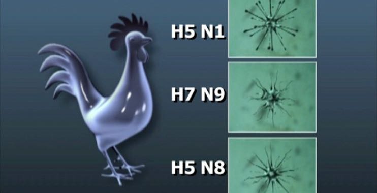    ����� �� ���� ��� : �������� ������ (H5N8 ) �� ���� ������ ��� ����� ������