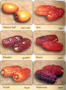 العم د.جاسم المديرس: «كلات التمر» أشبعت المهاجرين سنة المجاعة